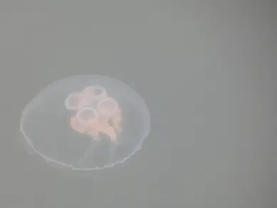 Jellyfish