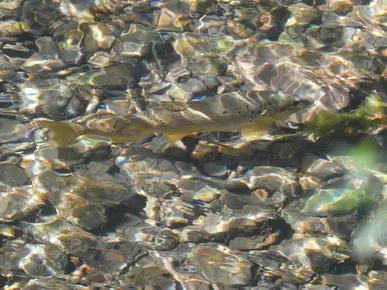 Trout
