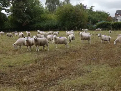 Sheep