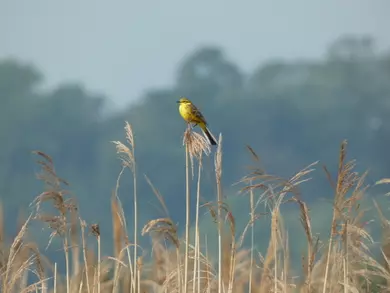 Yellow Wagtail