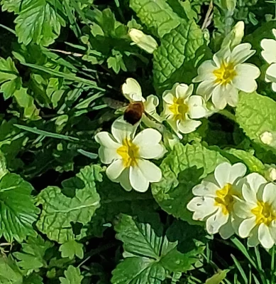 Bee-fly