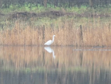 Great White Egret