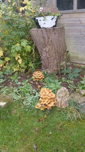 Honey Fungus
