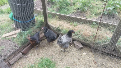 New Hens