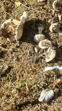 Parasol Mushrooms